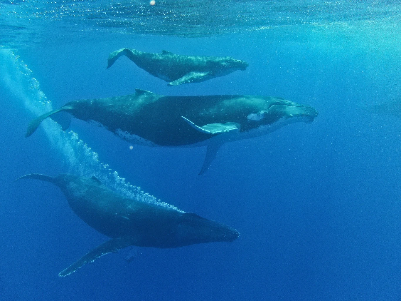 Ulubioną atrakcją na Samanie jest obserwowanie waleni humbaków Ulubioną atrakcją na Samanie jest obserwowanie waleni humbaków
