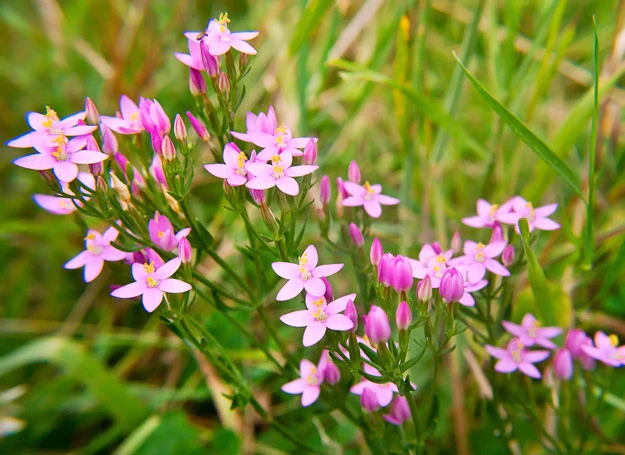 Napar z centurii posiada wiele właściwości prozdrowotnych.