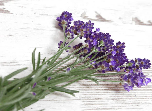 Lawenda pomoże w odchudzaniu. Warto dodawać jej świeże albo suszone kwiaty do kawy.