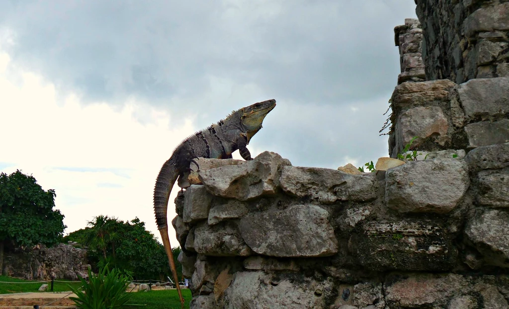 Iguana pozująca na ruinach świątyni Majów. W Tulum to codzienność...