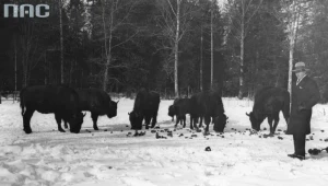 Rezerwat żubrów w Puszczy Białowieskiej, 1929