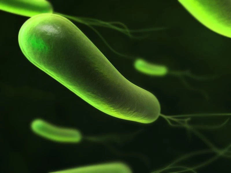 Zakażenie bakteriami H.pylori jest trudne do opanowania