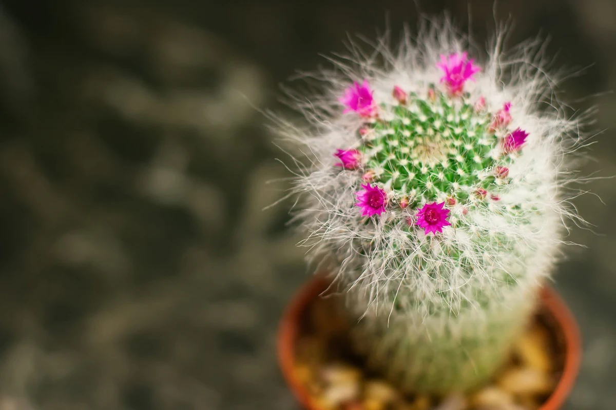 Zimowanie kaktusów pozwala przygotować rośliny do kwitnienia