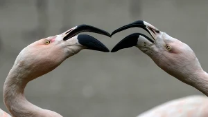 Ptaki straciły zęby około 116 milionów lat temu.