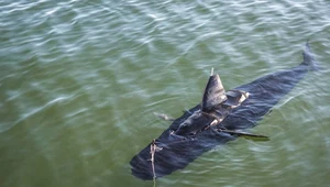 Maszyna o nazwie GhostSwimmer przypomina rekina. 