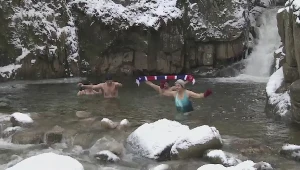 Morsy zażywają mroźnych kąpieli