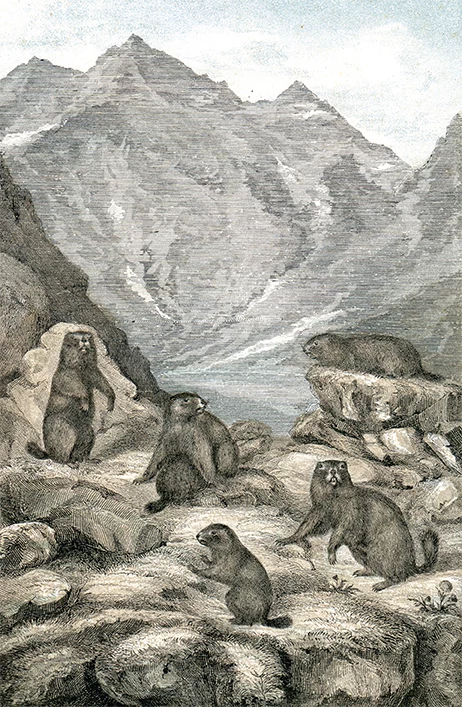 Wyobrażenie okolic Morskiego Oka – ilustracja z opracowaniem M. Nowickiego pt. O świstaku (Arctomys marmota, Alpenmurmelthier) Kraków (1865) Wyobrażenie okolic Morskiego Oka – ilustracja z opracowaniem M. Nowickiego pt. O świstaku (Arctomys marmota, Alpenmurmelthier) Kraków (1865)