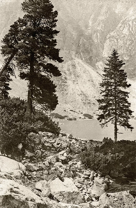 Brzeg Morskiego Oka z limbami (fot. W. Eliasz-Radzikowski, 1890) Brzeg Morskiego Oka z limbami (fot. W. Eliasz-Radzikowski, 1890)