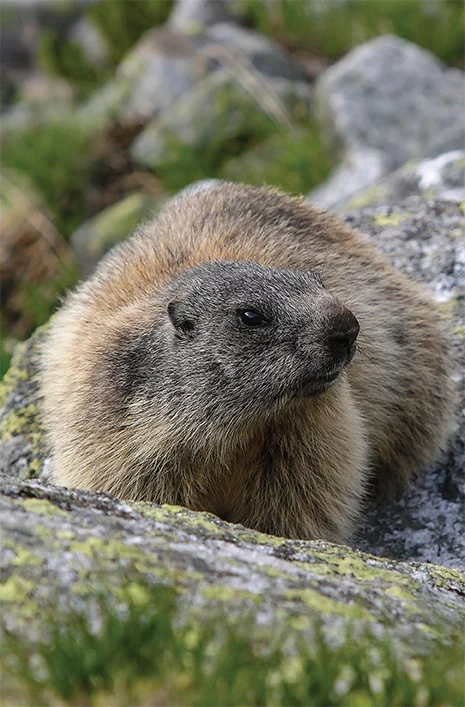 Świstak (Marmota marmota) zasiedla głównie Dolinkę za Mnichem (fot. B. Pawłowski)