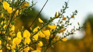 Żarnowiec miotlasty