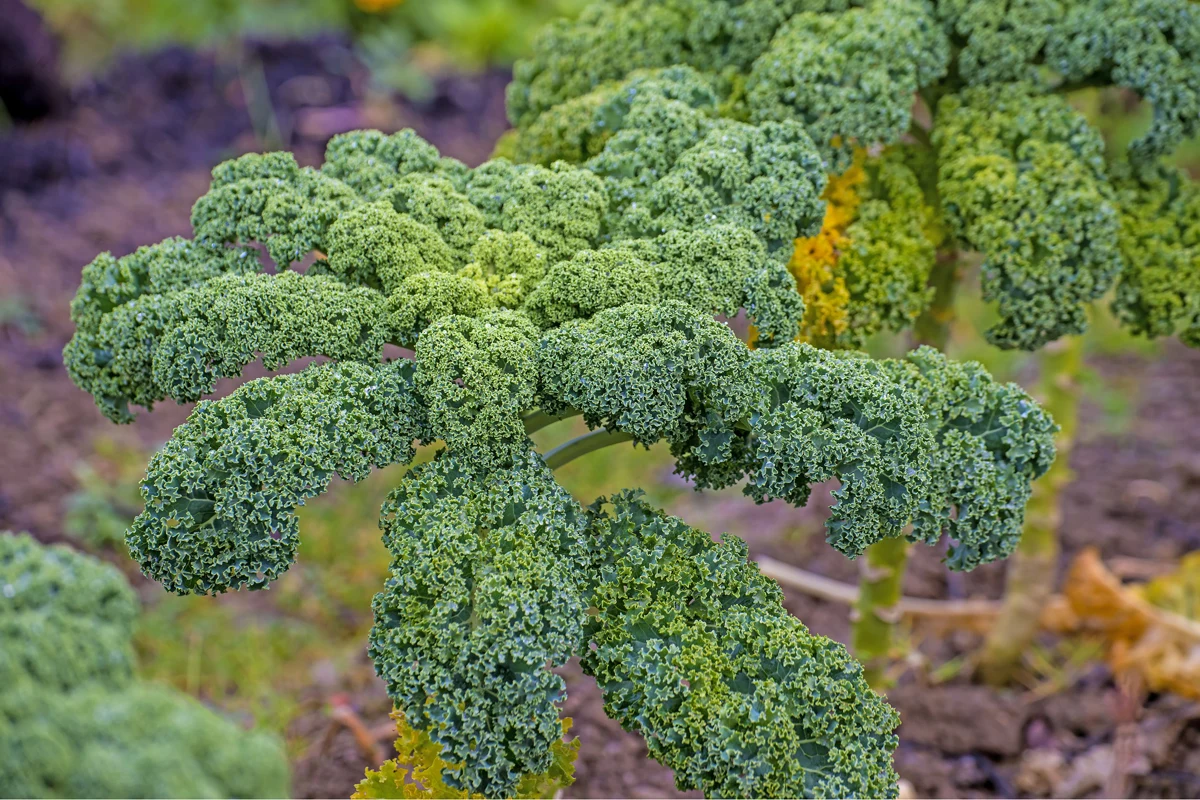 Jarmuż można uprawiać również zimą. To roślina odporna na mróz i śnieg. 