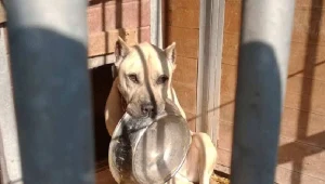 Dzięki Tobie przysłowiowy Burek otrzyma pełną michę karmy!