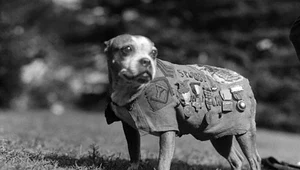 Sierżant Stubby - miał więcej medali niż niejeden żołnierz