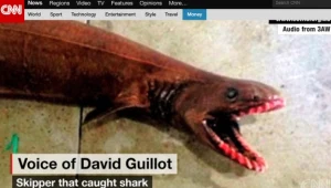 W Australii złapano niezwykłego rekina. Źródło: CNN