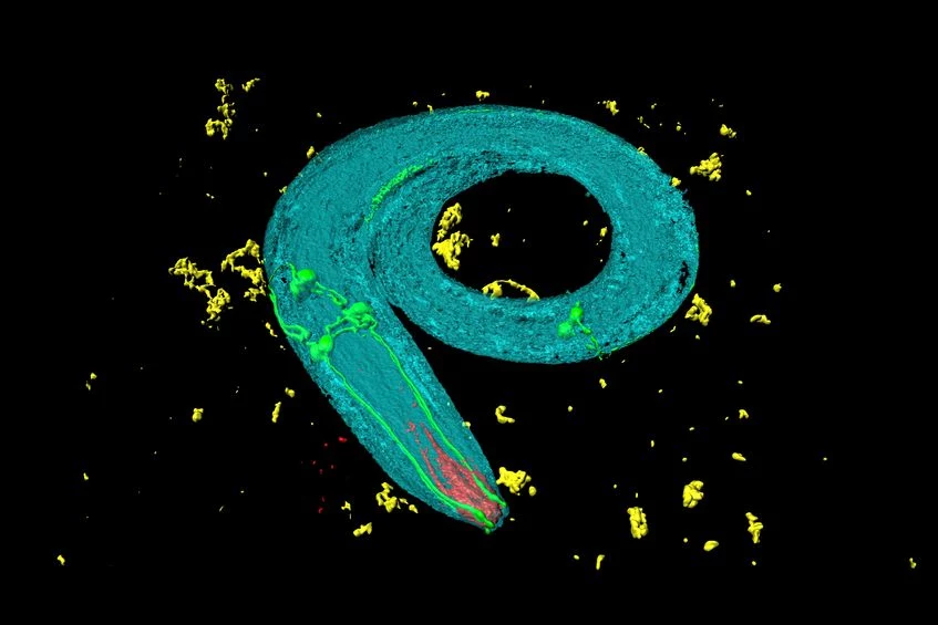 Caenorhabditis elegans światło traktuje jak jeden ze smaków