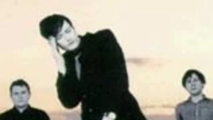 Pulp