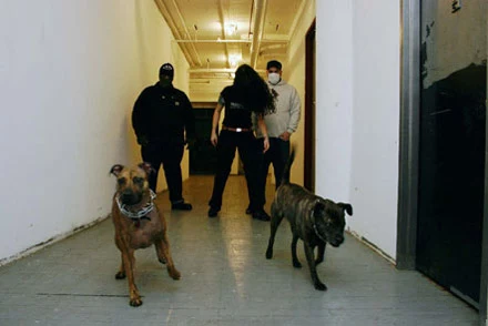 Caninus fot. Yael Gottlieb Caninus fot. Yael Gottlieb