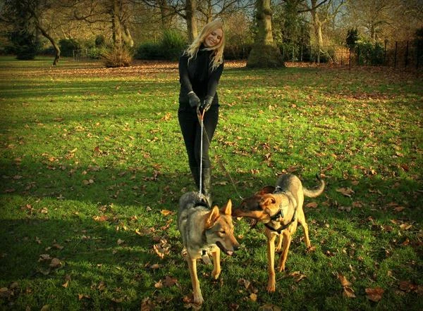Wszystkie psy w klipie znalazły nowe domy przez organizację K-9Angels