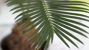 Pielęgnacja palm