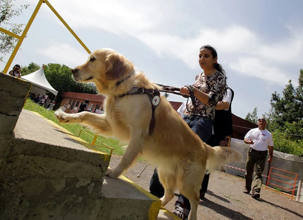 Pies przewodnik znacznie zwiększa komfort życia niewidomej osoby