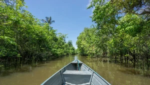 Czy Amazonia była kiedyś zamieszkana przez rozwinięte cywilizacje?