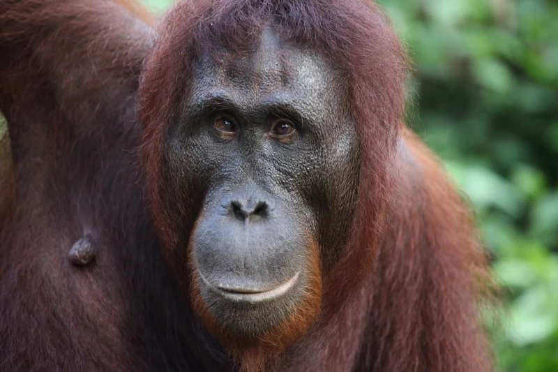 Wyspa to jedno z niewielu miejsc na Ziemi, gdzie na wolności wciąż żyją orangutany