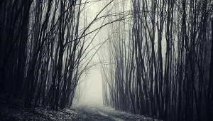 Ciało Agaty znaleziono w lesie, zdj. ilustracyjne