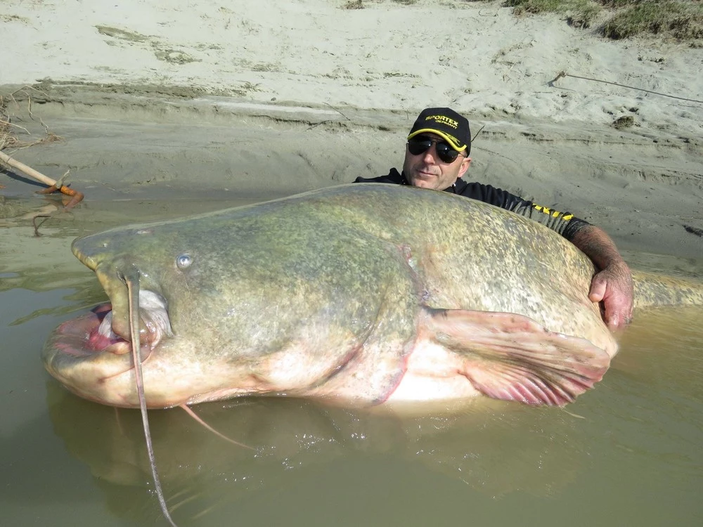 2.67 metra długości, 120 kilogramów wagi. Ten sum to nie była płotka...