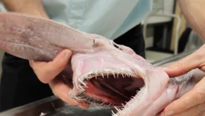 Rekin chochlik: Najdziwniejsza ryba na świecie?