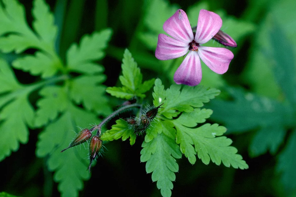 Geranium stosuje się przy leczeniu przeziębień, kataru, infekcjach i rozstępach skóry. Reguluje krążenie krwi, likwiduje cellulit jest nieoceniony w walce z objawami menopauzy