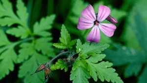 Geranium czyli anginowiec