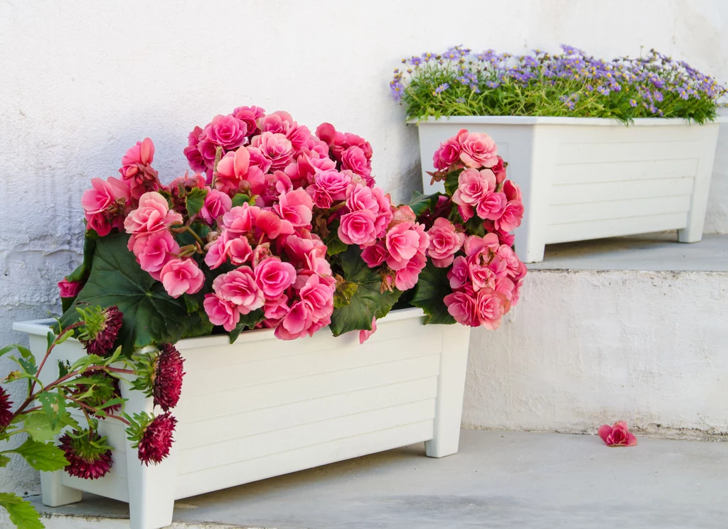 Kwiaty w donicach ozdobią nawet najbrzydszy balkon