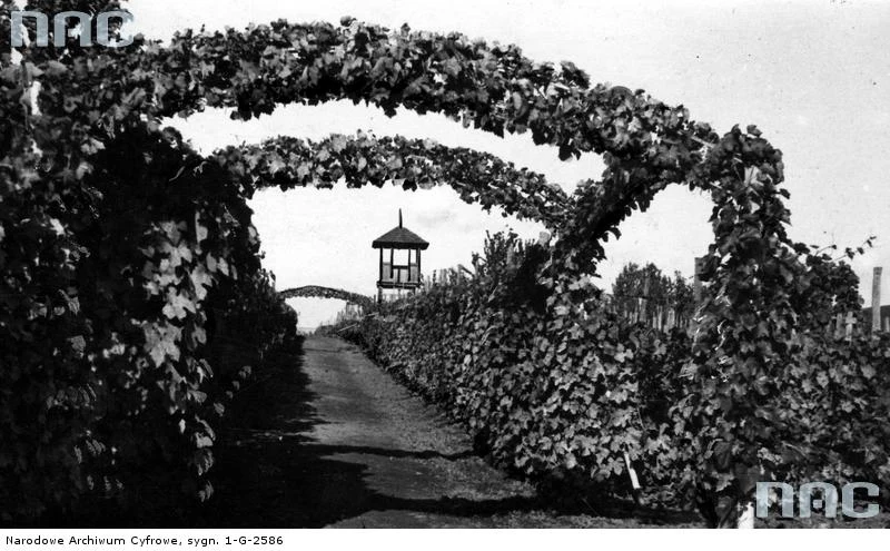 Zaleszczyki - fragment winnicy