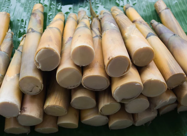Pędy bambusa
