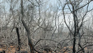 Globalne ocieplenie to prosta droga do nieprzewidywalnych zmian w środowisku fot. Richard Bouhet
