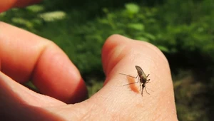 Ryzyko pandemii żółtej febry. COVID-19 to przy tym "zwykłe przeziębienie"