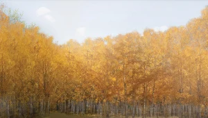 Projekt Eduarda Freudmanna i Gabu Heindla zakłada zasadzenie lasu-pomnika