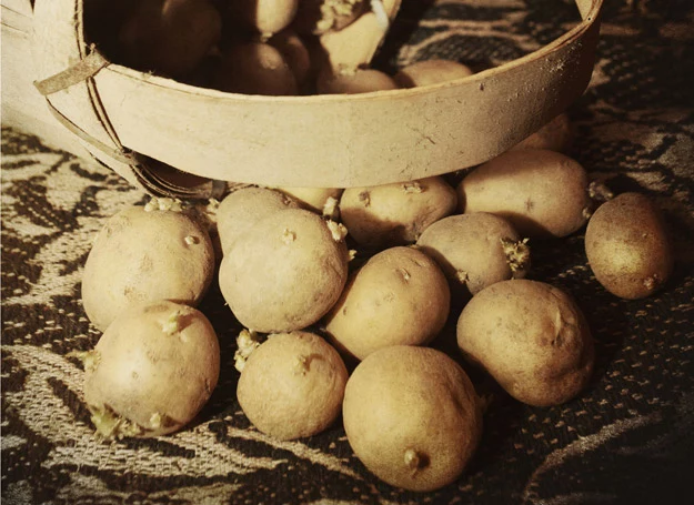 W zbyt ciepłych i jasnych pomieszczeniach ziemniaki zaczynają kiełkować i wydzielać solaninę.