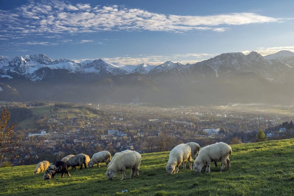 Zakopane, w tle panorama Tatr