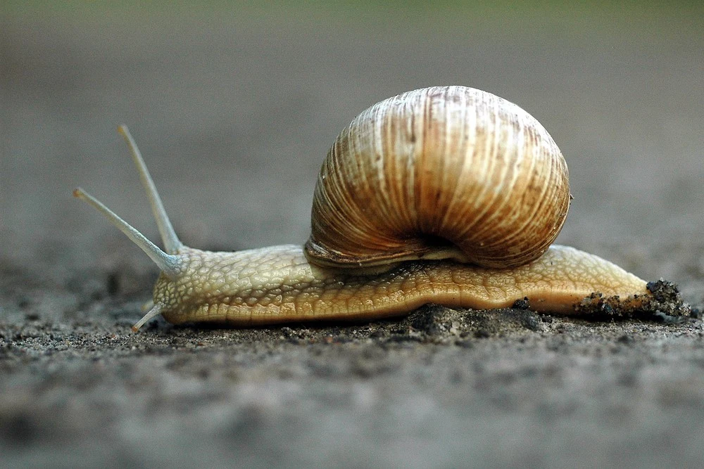 Wysokopłatna praca dorywcza — zbieranie ślimaków winniczków
