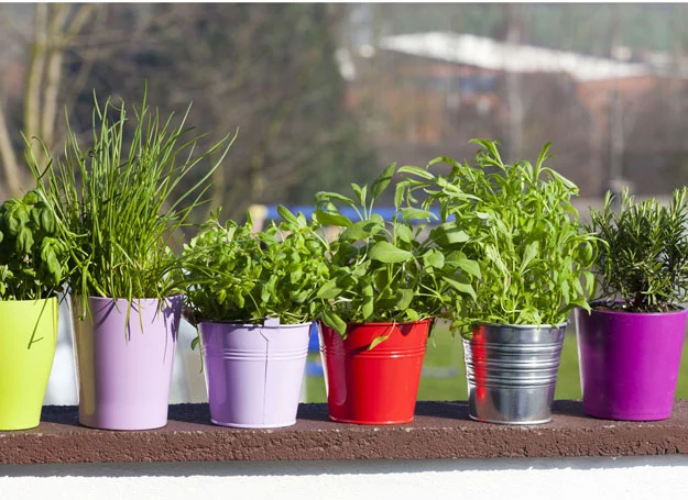 Sąsiedztwo nieodpowiednich roślin może wpływać na poprawny wzrost bazylii. Między innymi lepiej unikać sadzenia bazylii obok mięty i majeranku. 