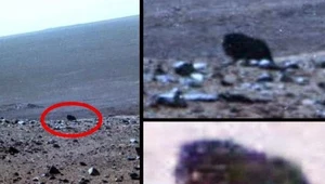 Czworonożne "zwierzę" wypatrzone przez marsjański łazik Opportunity