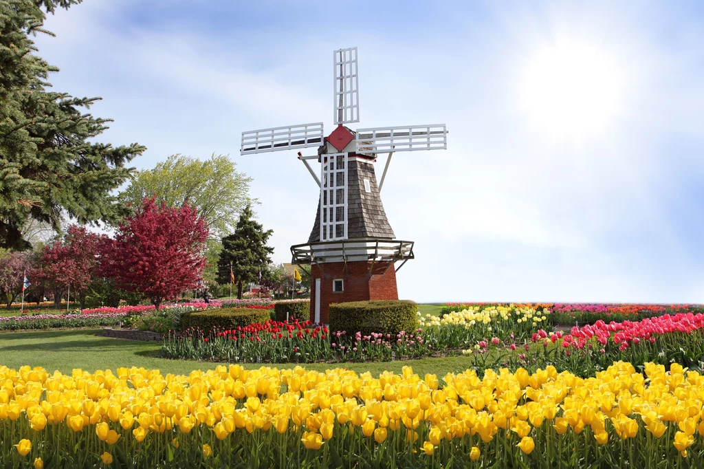 Holandia wygrała w rankingu wiosennych destynacji 