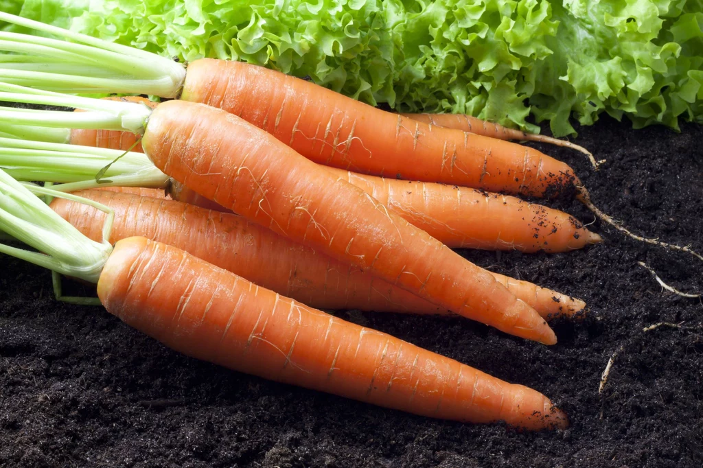 Spożywanie marchewek ma wiele zdrowotnych zalet