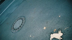 Nie o to chodzi, by złapać króliczka, ale by gonić go...