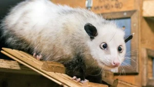 Czy opos Heidi wskaże laureatów Oscara?