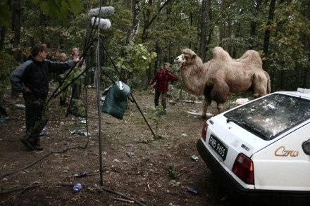 Wielbłąd na planie Manny