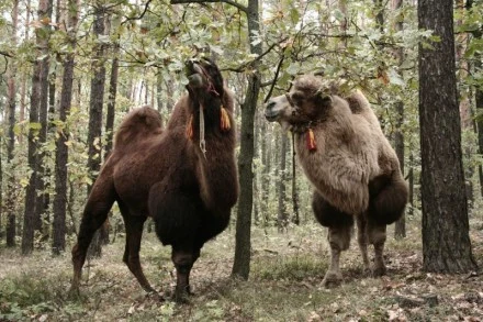 Wielbłądy na planie Manny