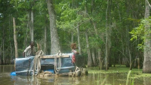 "Bestie z południowych krain"
