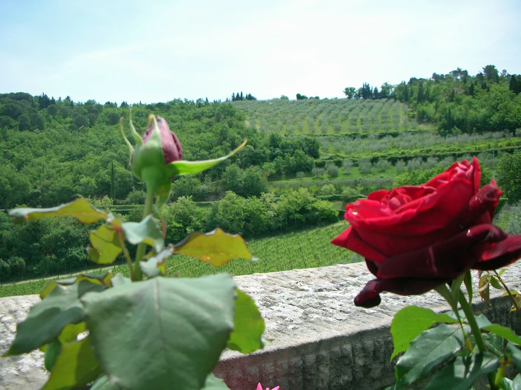 Winnica Castello di Verrazzano zajmuje 52 hektary